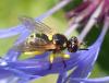 Dalmannia aculeata